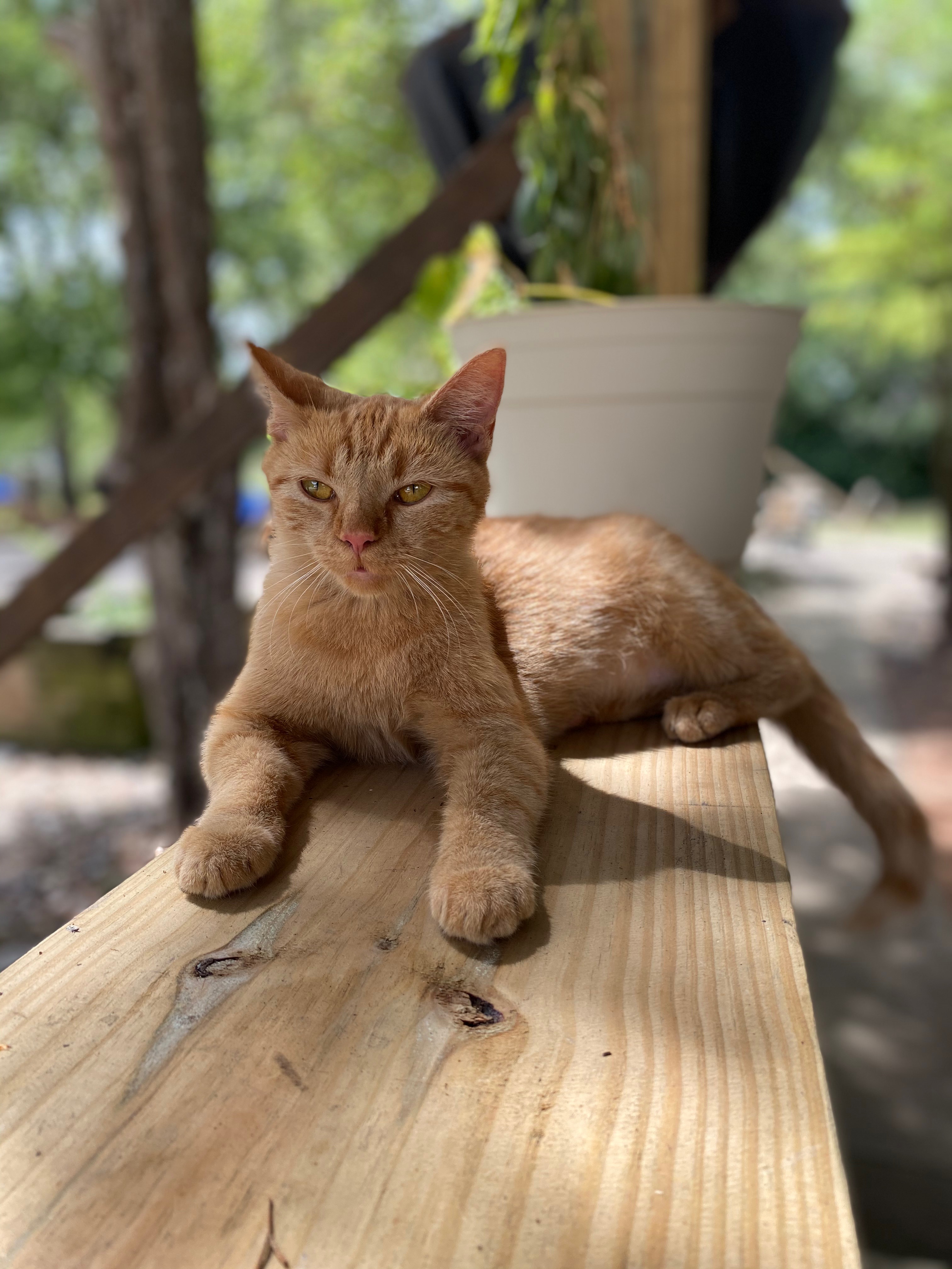 Whiskey