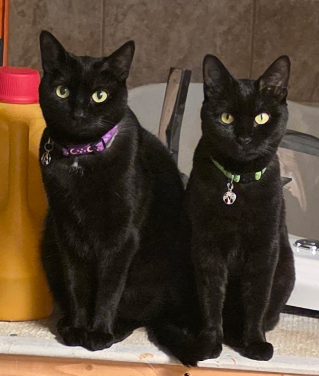 Newt and Niffles