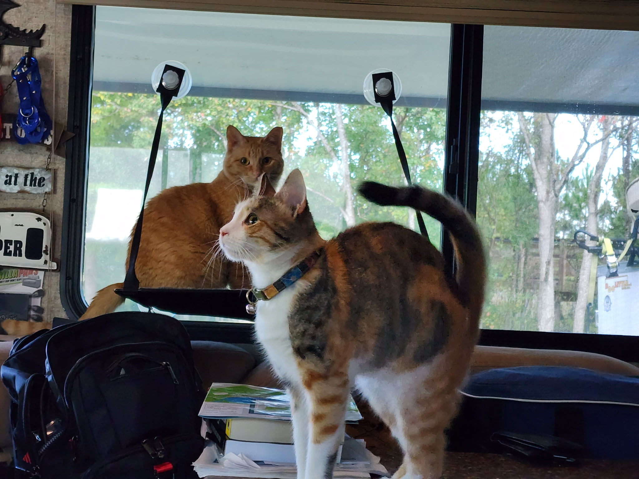 Felicity and Sproai